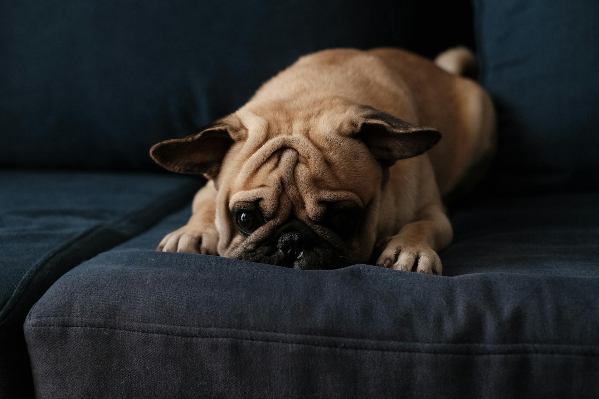 Close-Up Photo Of Pug