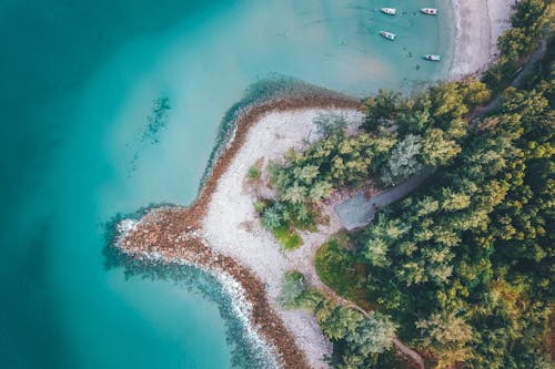 Green forest on shore of calm sea