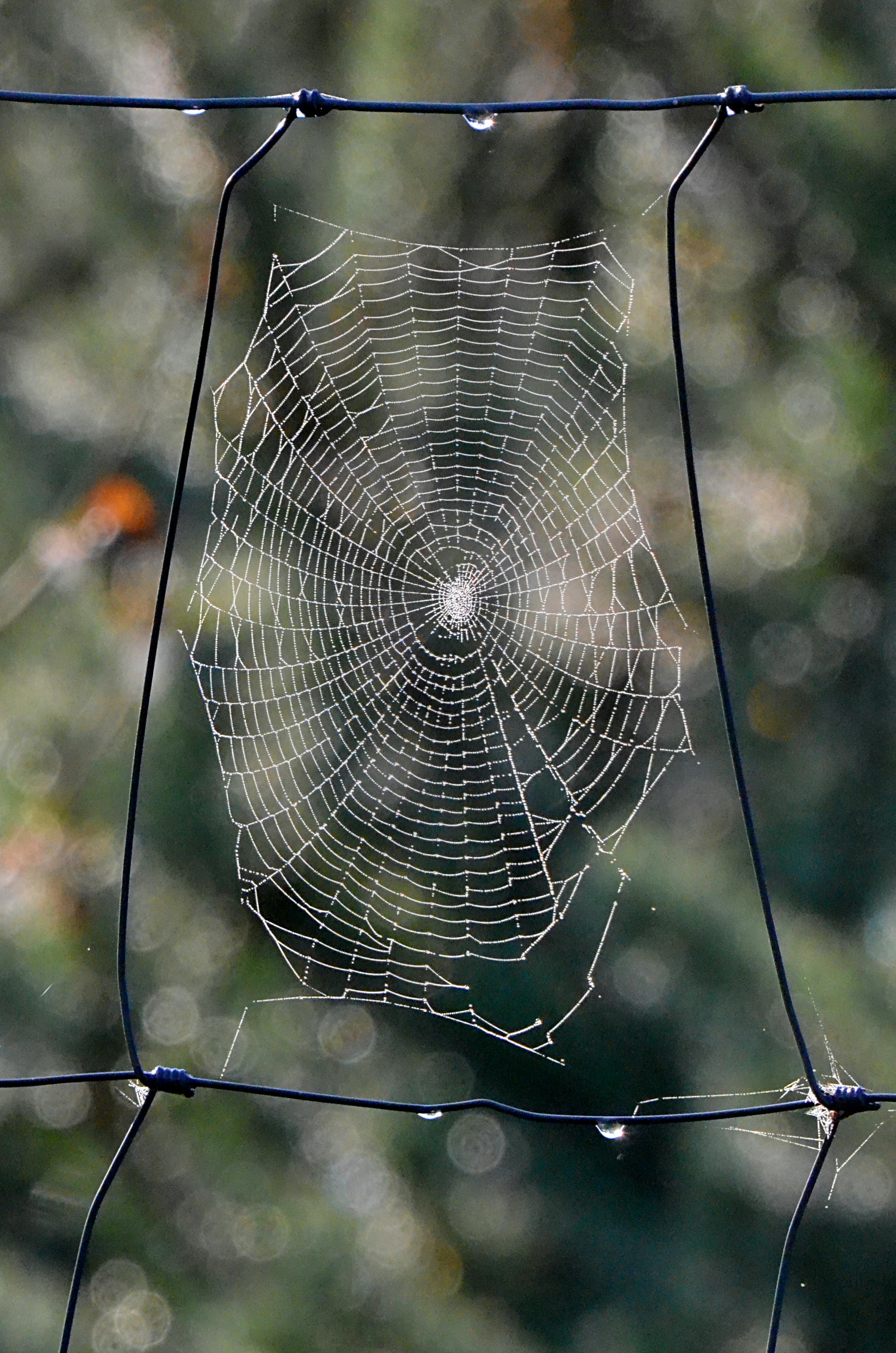 close up photo of spider s web