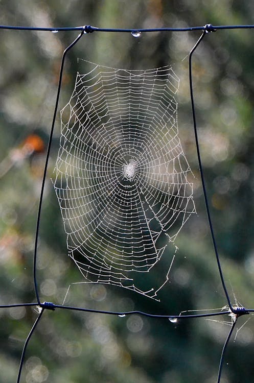 Free Close-Up Photo Of Spider's Web  Stock Photo