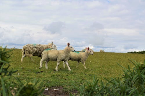 bezplatná Základová fotografie zdarma na téma baby ovce, denní světlo, farma Základová fotografie