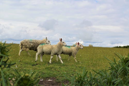 Herd of Sheep on Green Grass Field