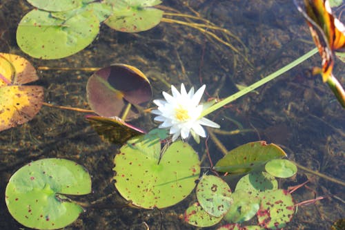 Gratis stockfoto met Waterlelie