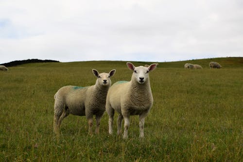 Free White Sheeps on Green Grass Field Stock Photo