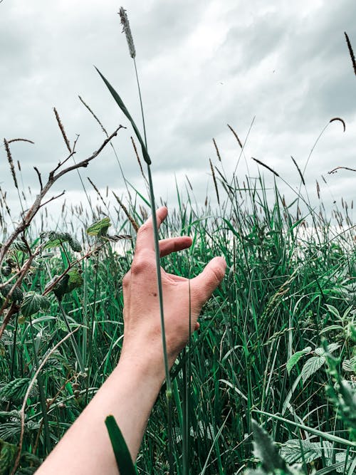 Person Holding Green Plant