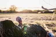 Flock of turkeys in evening meadow