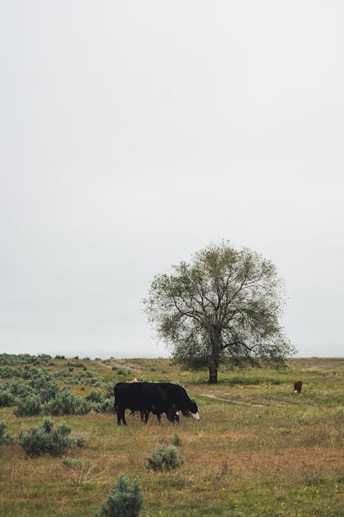Δωρεάν στοκ φωτογραφιών με αγελάδα, αγρόκτημα, ανάπτυξη