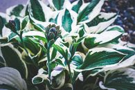 Unopened flower surrounded by leaves