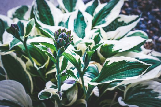 Unopened flower surrounded by leaves