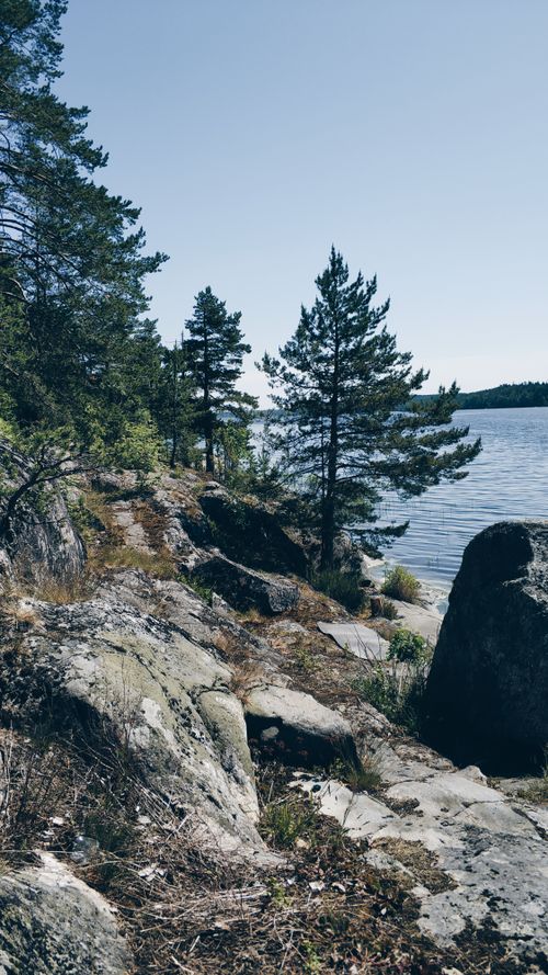 Free Green trees growing on rough rocky coast of rippling lake against cloudless blue sky Stock Photo