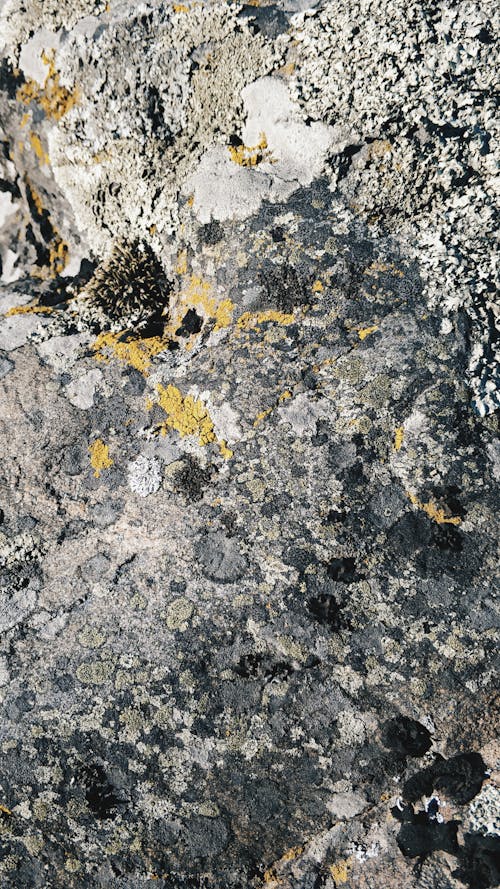 From above textured surface of rough stone with cracks and moss as abstract background