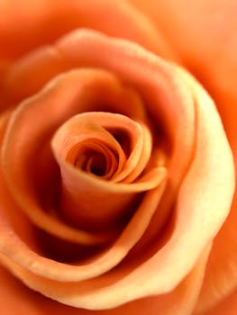 Stunning close-up of an orange rose showcasing its delicate layers and vibrant hues.