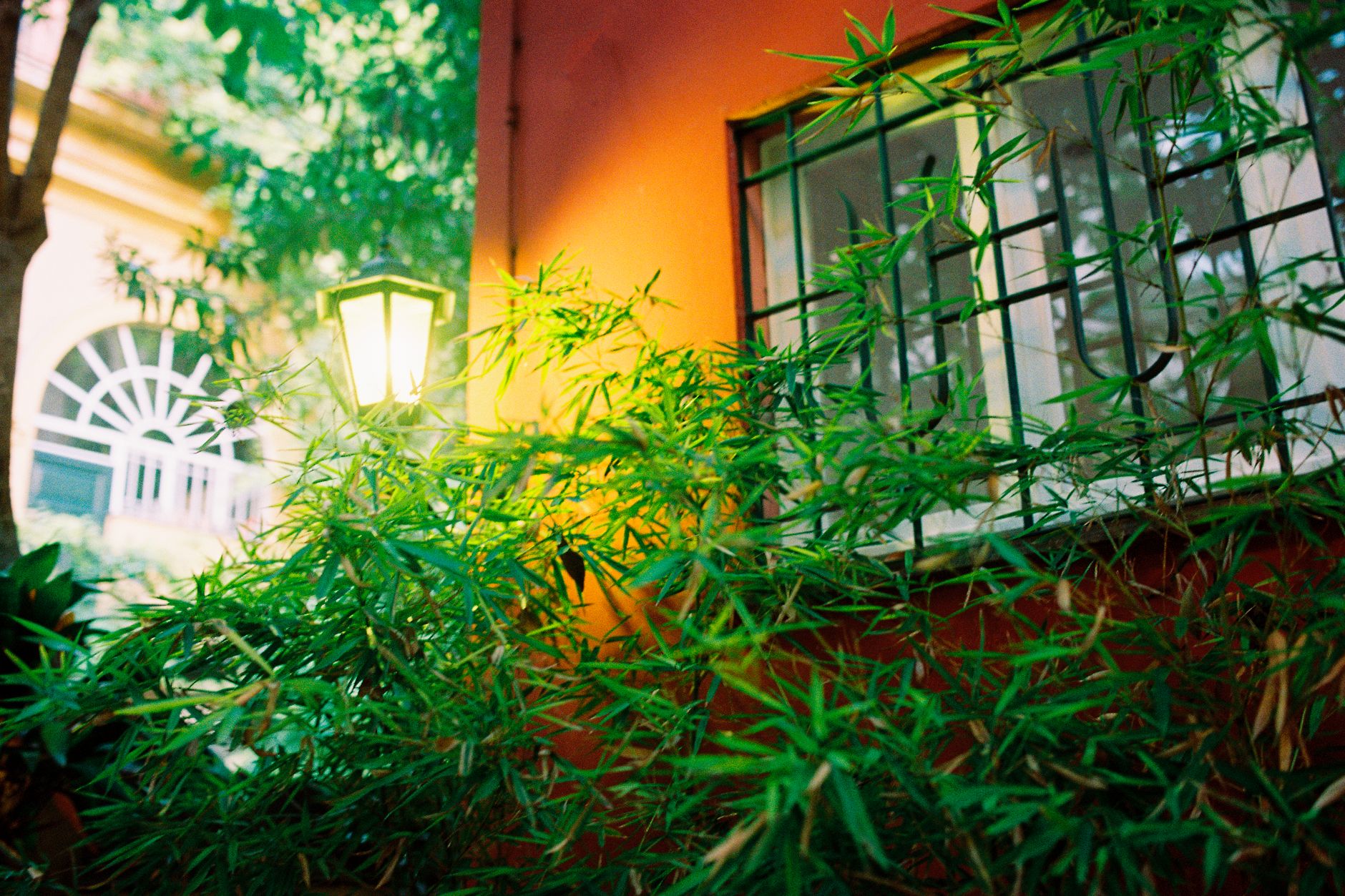 房間不想拉黑簾?保留採光又遮熱的實用方法 Lush green bamboo in front of a lantern and window on an orange wall, creating a vibrant scene.