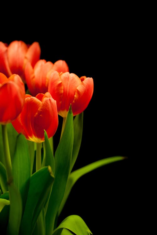 Red Tulip Flower