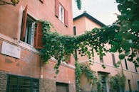 Green Vines Hanging on Wooden Window