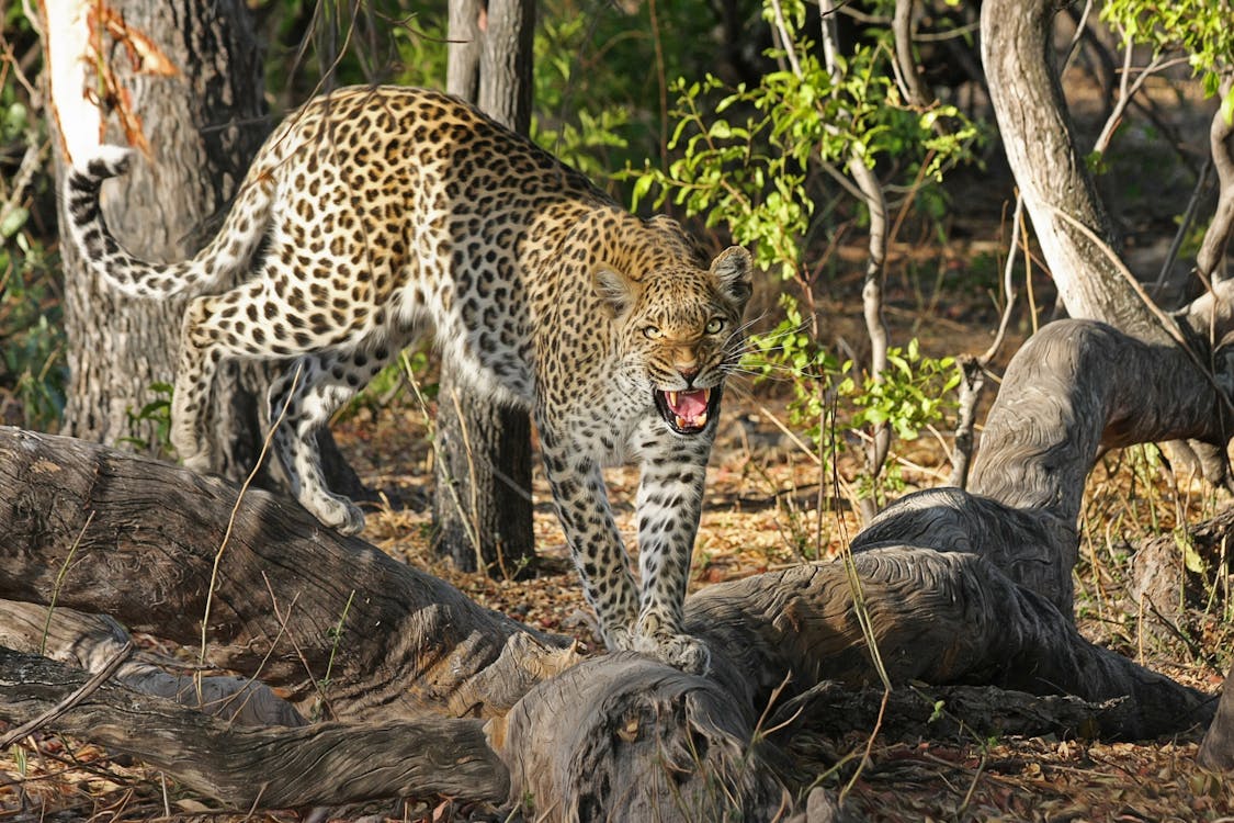 Gratis Leopardo Marrone E Bianco Sulle Radici Degli Alberi Foto a disposizione
