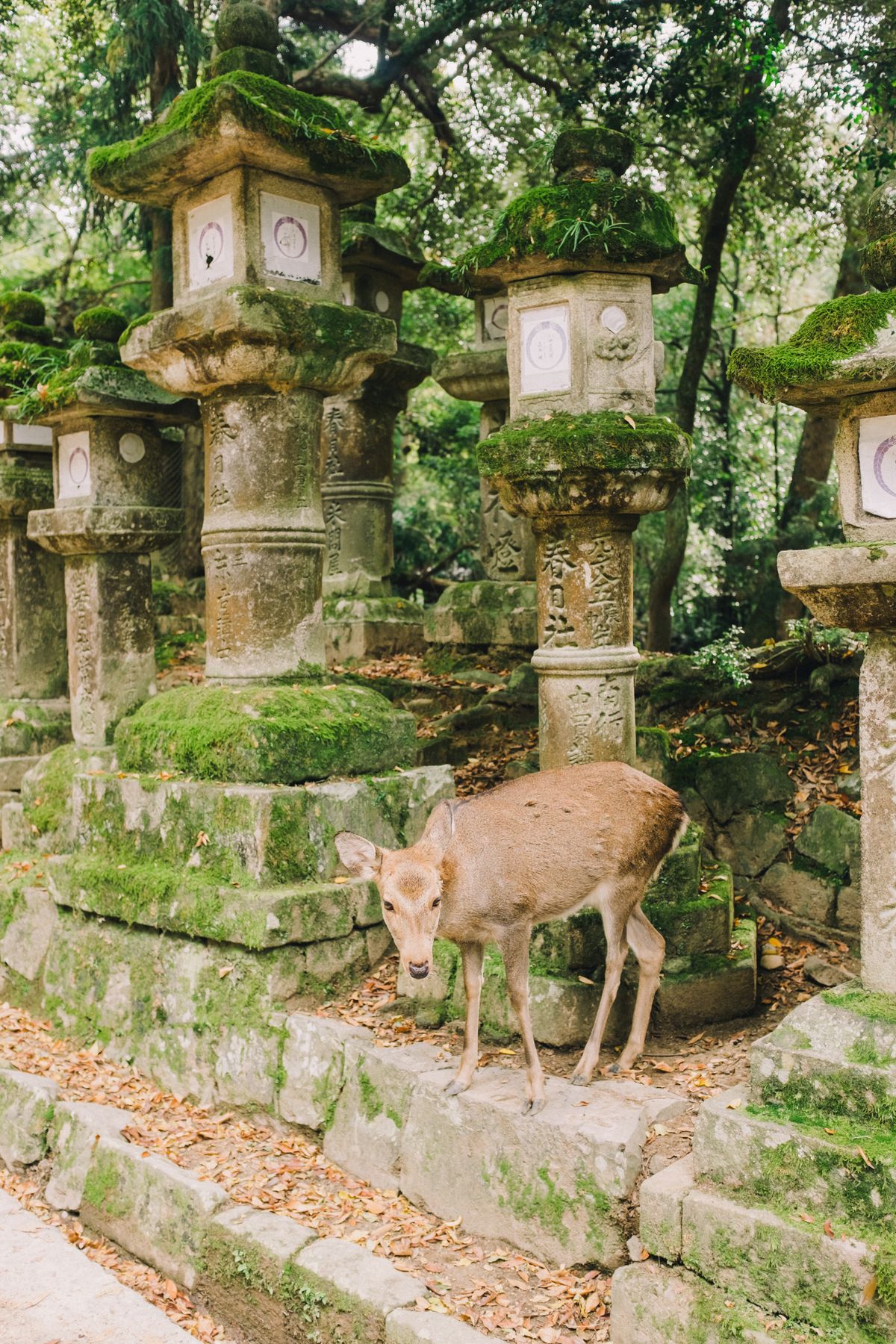 A deer beside traditional moss-covered stone lanterns in Nara Park — the blend of wildlife and heritage