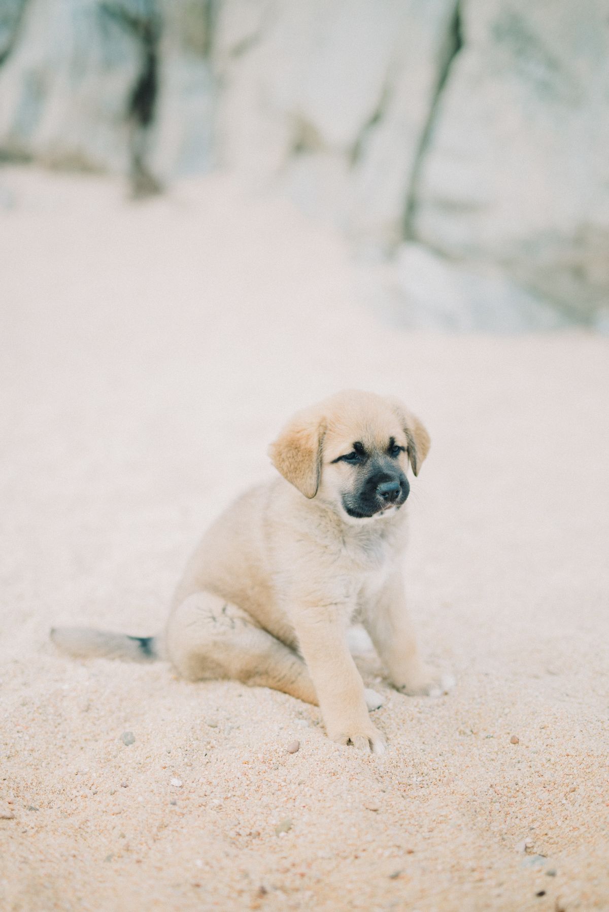 When to Spay or Neuter Your Puppy