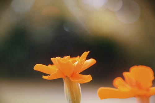 オレンジの花, オレンジ色の花, 暖かい色の無料の写真素材
