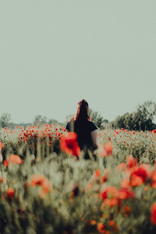 Free Woman in Black Dress Standing on Red Flower Field Stock Photo