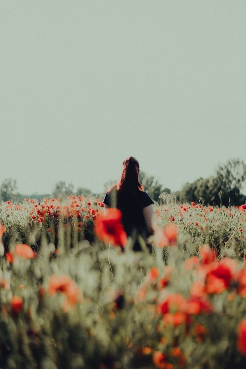 Free A serene scene of a woman from behind in a blooming poppy field under a clear sky. Stock Photo