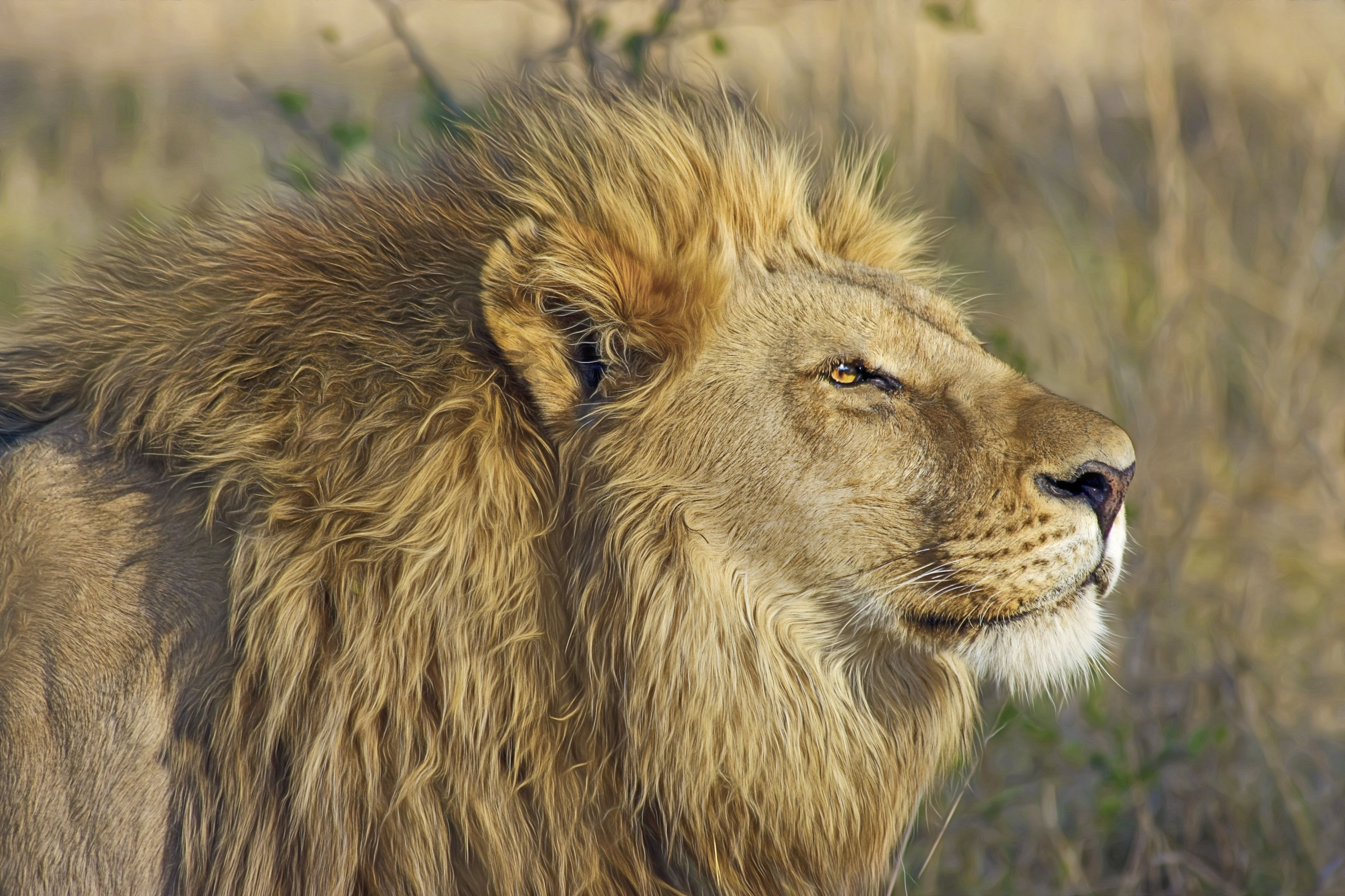 Photo gratuite de brouiller, carnivore, chasseur