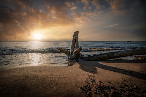 A Driftwood on Seashore During Sunset