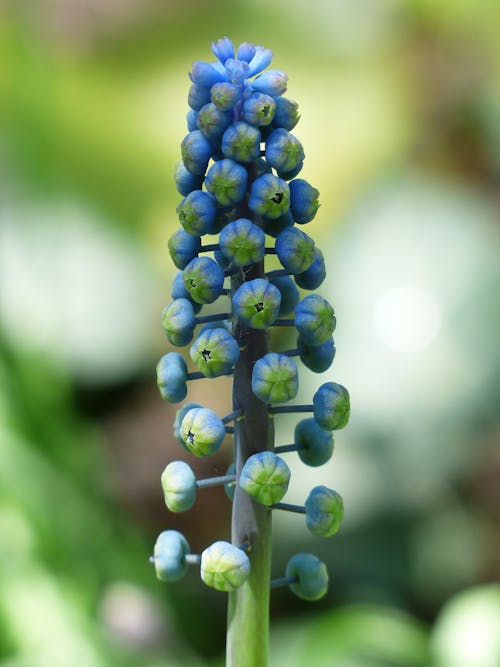 Fleur Bleue Et Verte En Photographie Mise Au Point Sélective