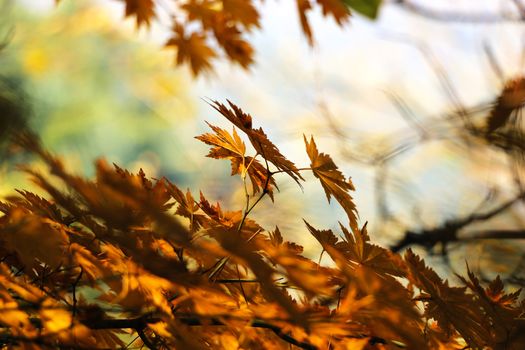 Close-up of golden maple leaves in autumn with a blurred background.