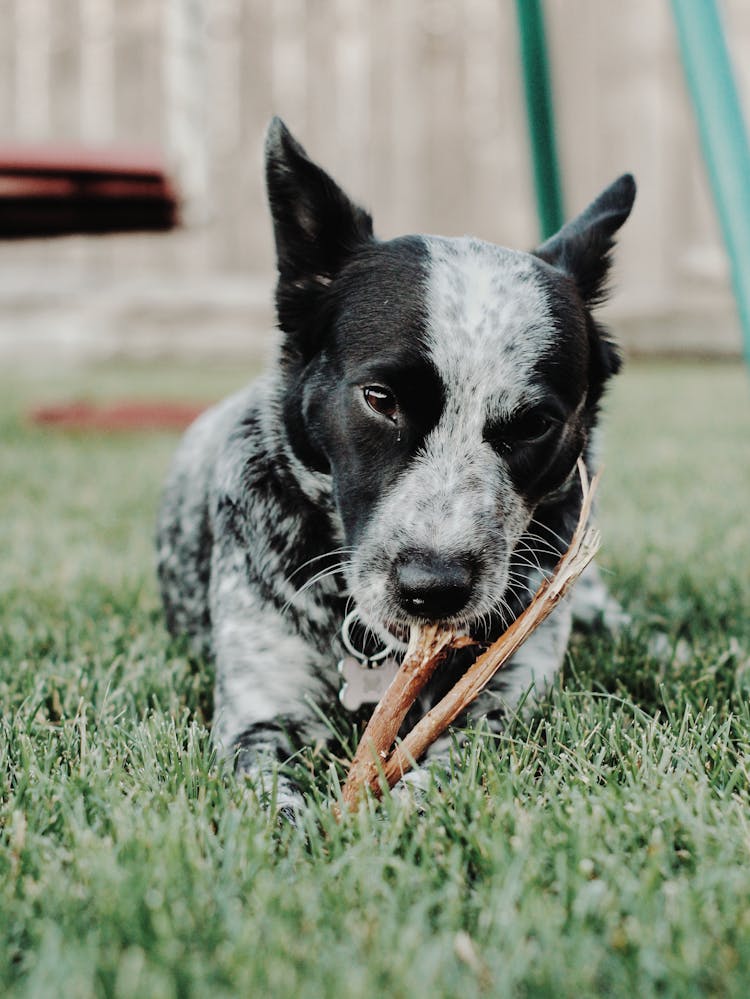 Dog Chewing Stick In Grass