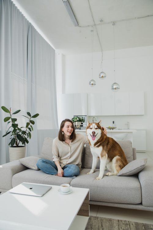 Free A young woman laughs while petting her Siberian husky on the sofa in a modern living room. Stock Photo