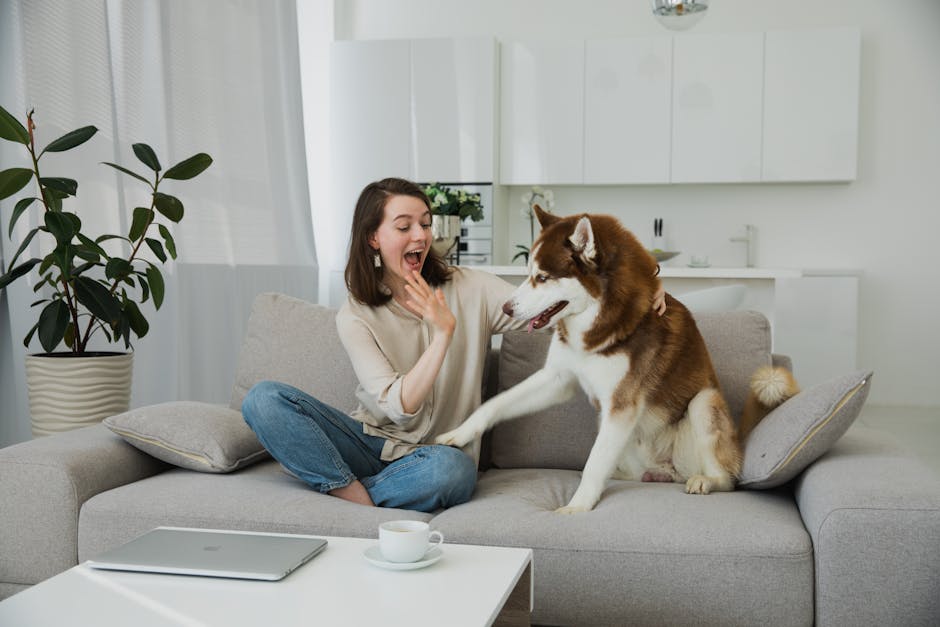Does a Pet Camera Actually Help with Separation Anxiety? Happy young woman enjoys playful moments with her Siberian Husky on the couch indoors.