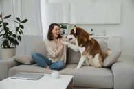 一名年轻女子在室内的现代沙发上，与她的西伯利亚哈士奇欢乐地玩耍