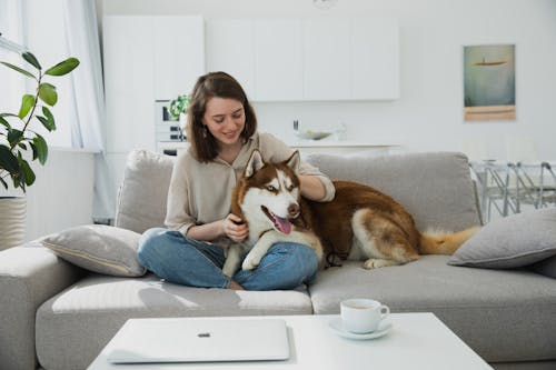 Kostnadsfri bild av djur, enkelhet, eskimåhund