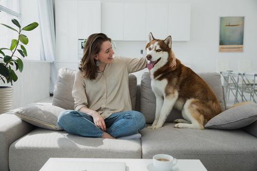 Free Happy woman sitting on couch with Siberian Husky, enjoying quality time together indoors. Stock Photo