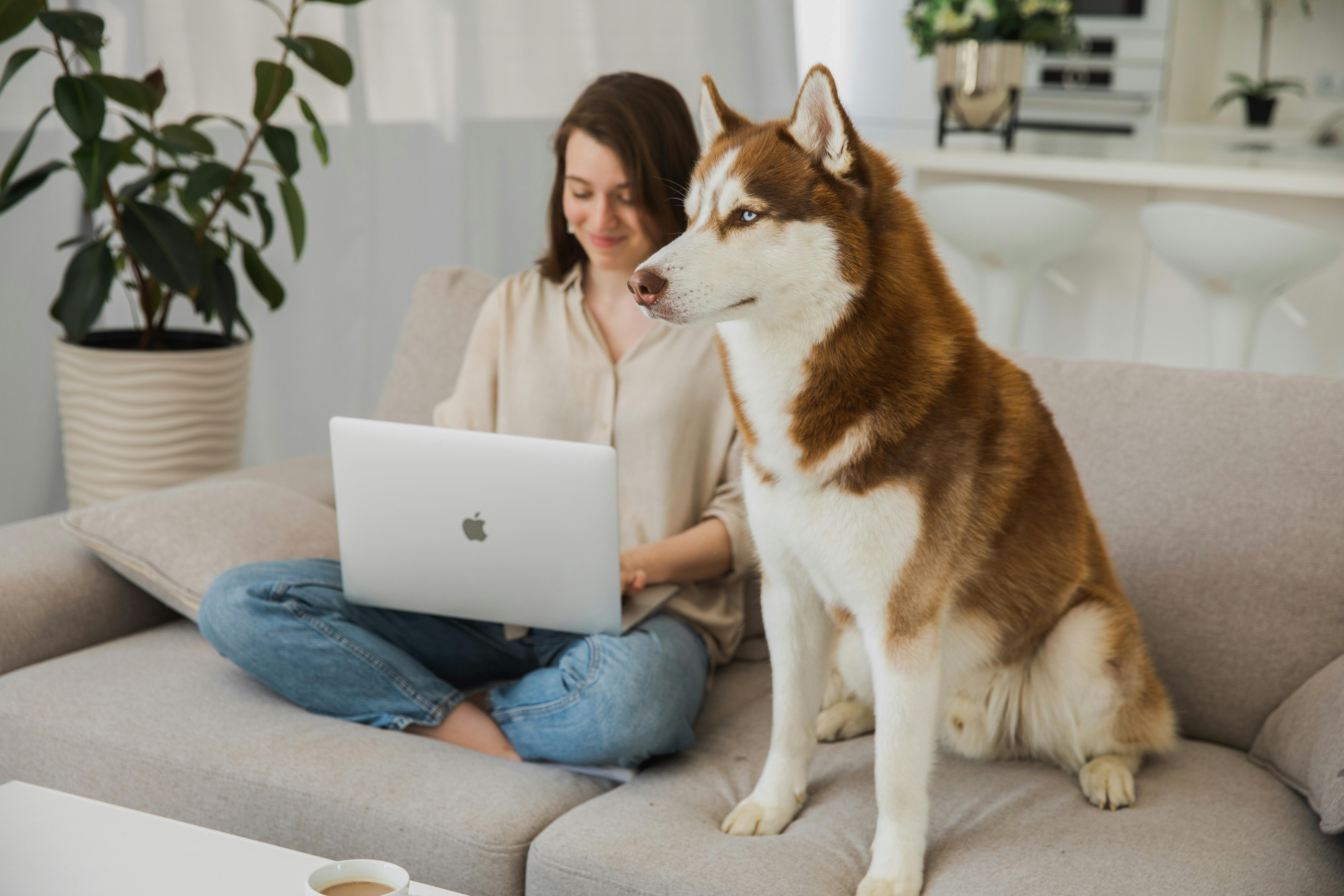 Woman sitting on sofa, working on laptop with her Siberian Husky. Cozy home office vibe.