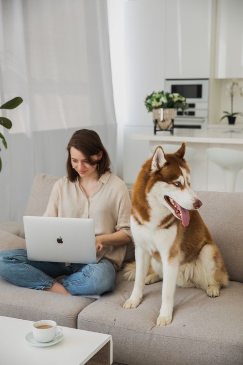 Free Young woman using a laptop on sofa, accompanied by a Siberian Husky, in a cozy indoor setting. Stock Photo