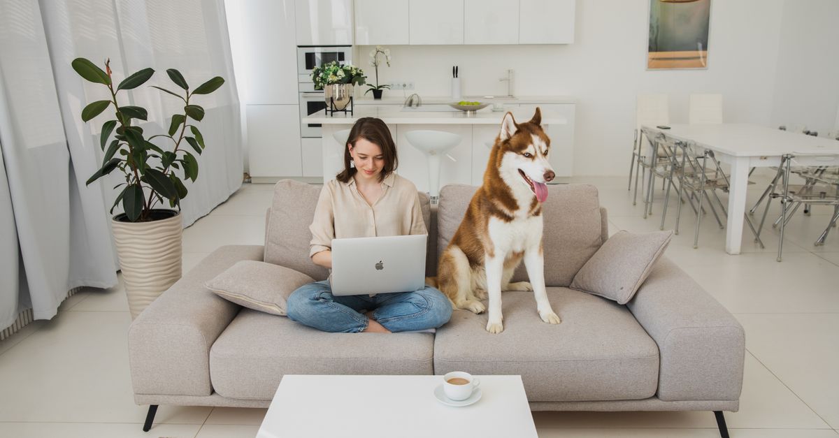 How to Create a Pet-Friendly Home Office Space