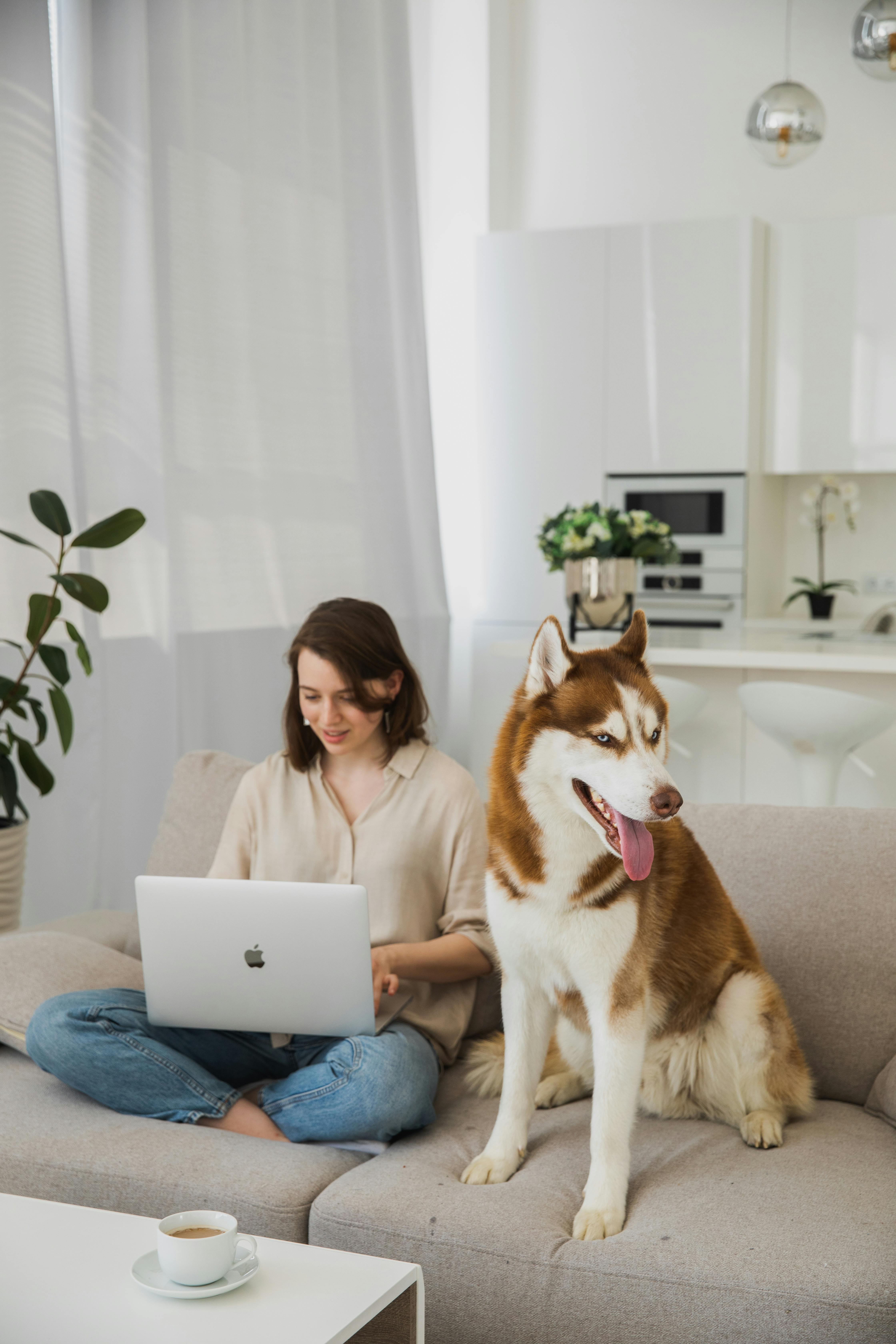 在现代客厅里，一个女人坐在沙发上用笔记本电脑工作，西伯利亚哈士奇就在她旁边