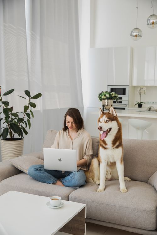 Free Woman working on a laptop beside a Siberian Husky in a modern living room. Stock Photo