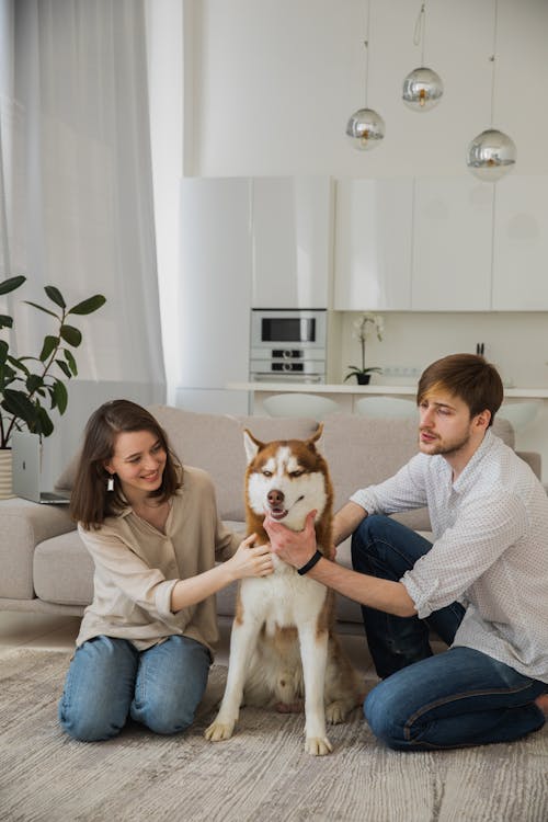 Kostnadsfri bild av djur, Framställ, hund