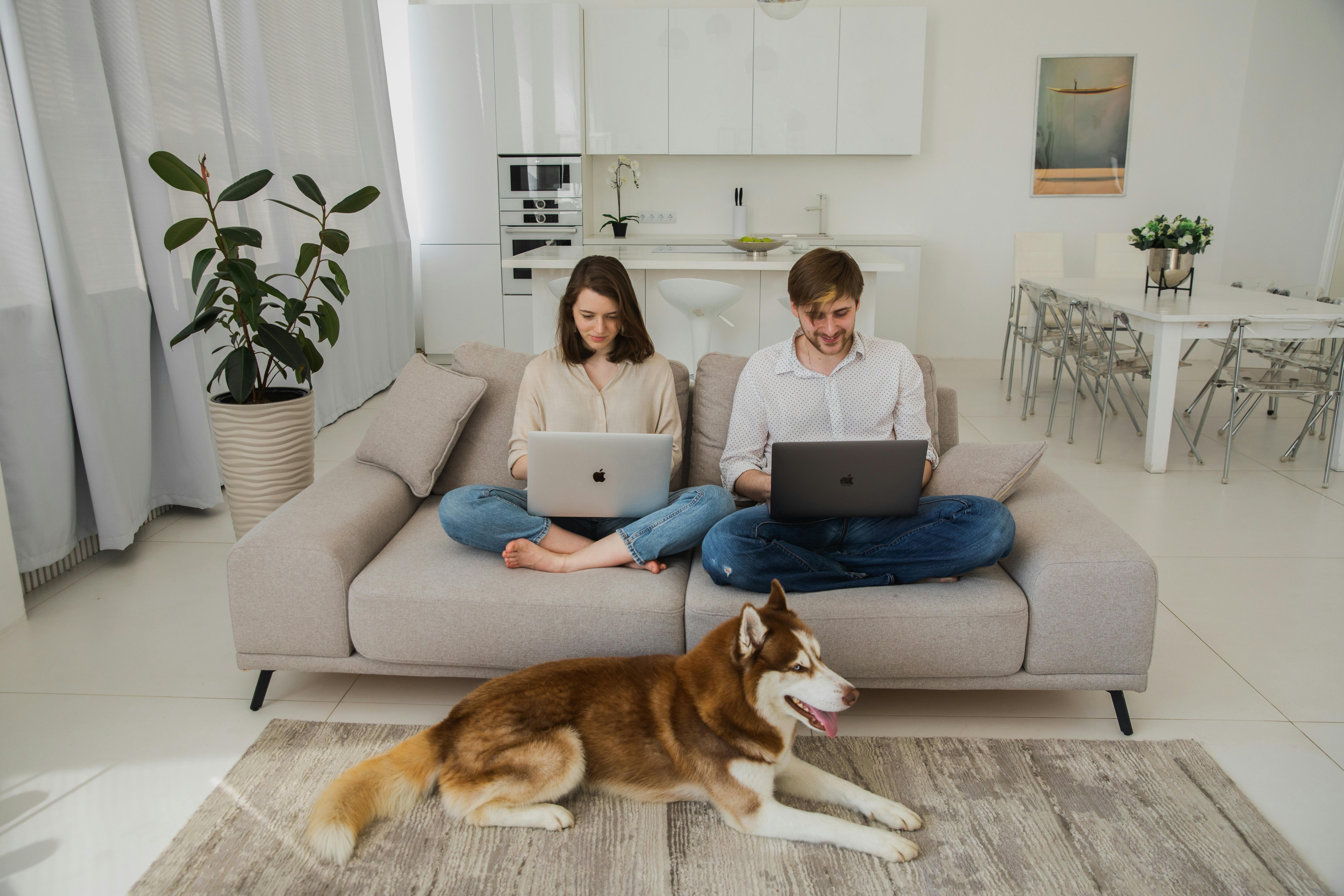 man and woman sitting on couch with brown and white siberian husky
