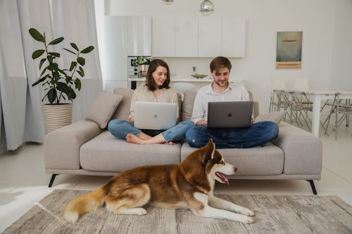 Kostnadsfri bild av bärbara datorer, fjärrarbete, hund