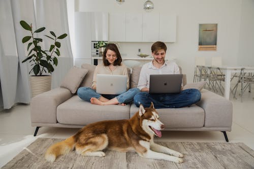 Kostnadsfri bild av bärbara datorer, hund, husdjur