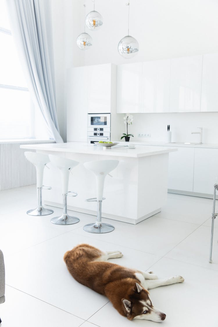 A Dog Lying Down In A Kitchen