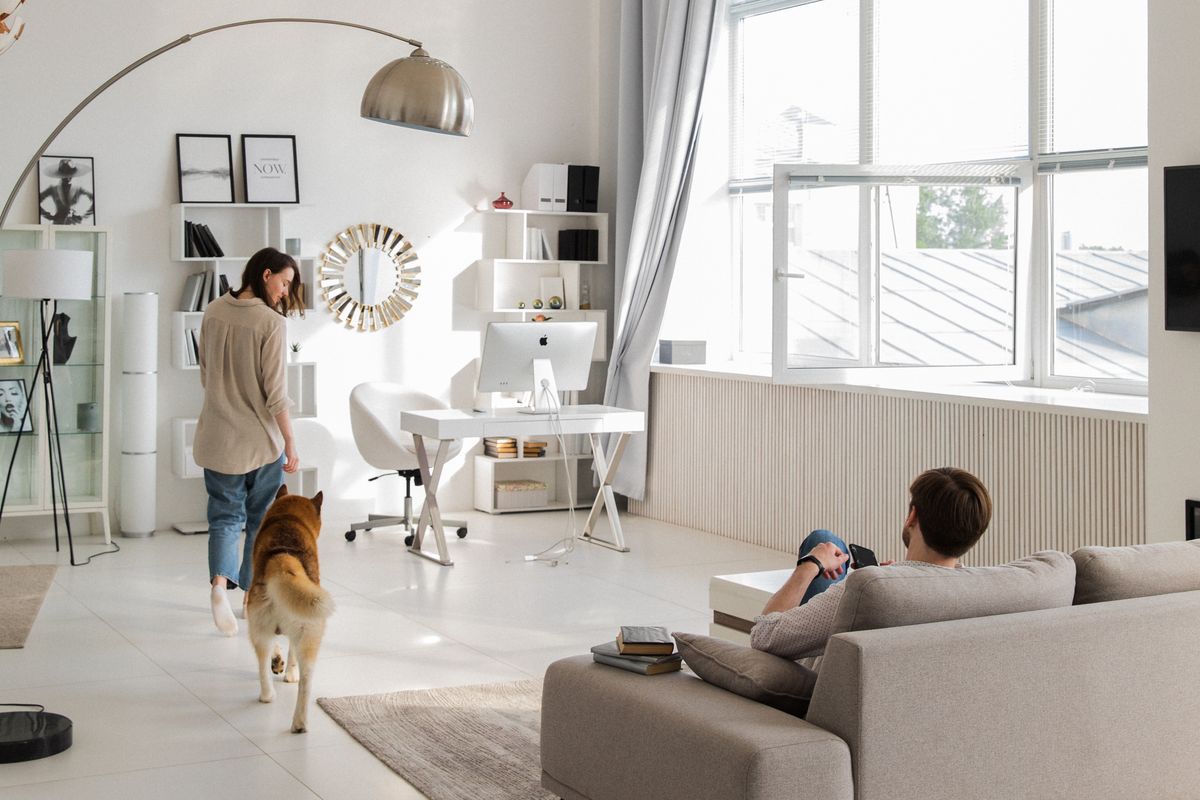 A dog relaxes in a bright living room, the kind of furniture setting owners try to protect from male dog marking.