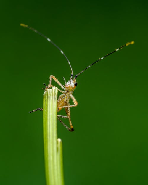 Tiny insect with long antennae