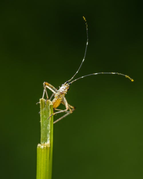Closeup of small green insect with long antennae sitting in green plant against blurred background