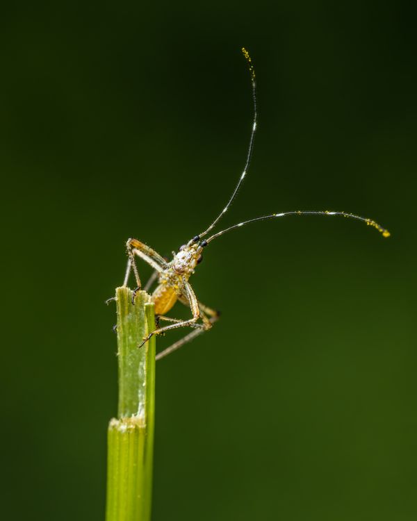 Light Green Insect Green insect with long antennae · Free Stock Photo