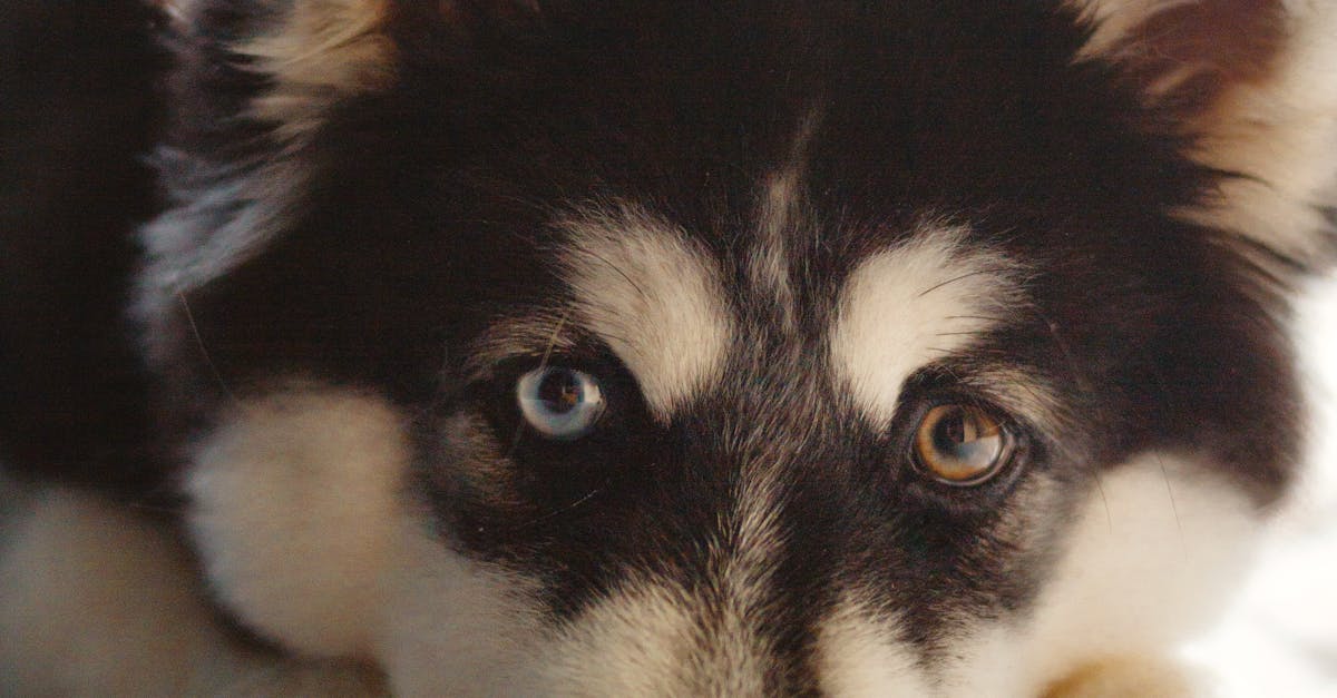 How to draw a husky dog video